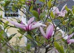 Magnolia hybrid Betty / Bíborrózsaszín liliomfa